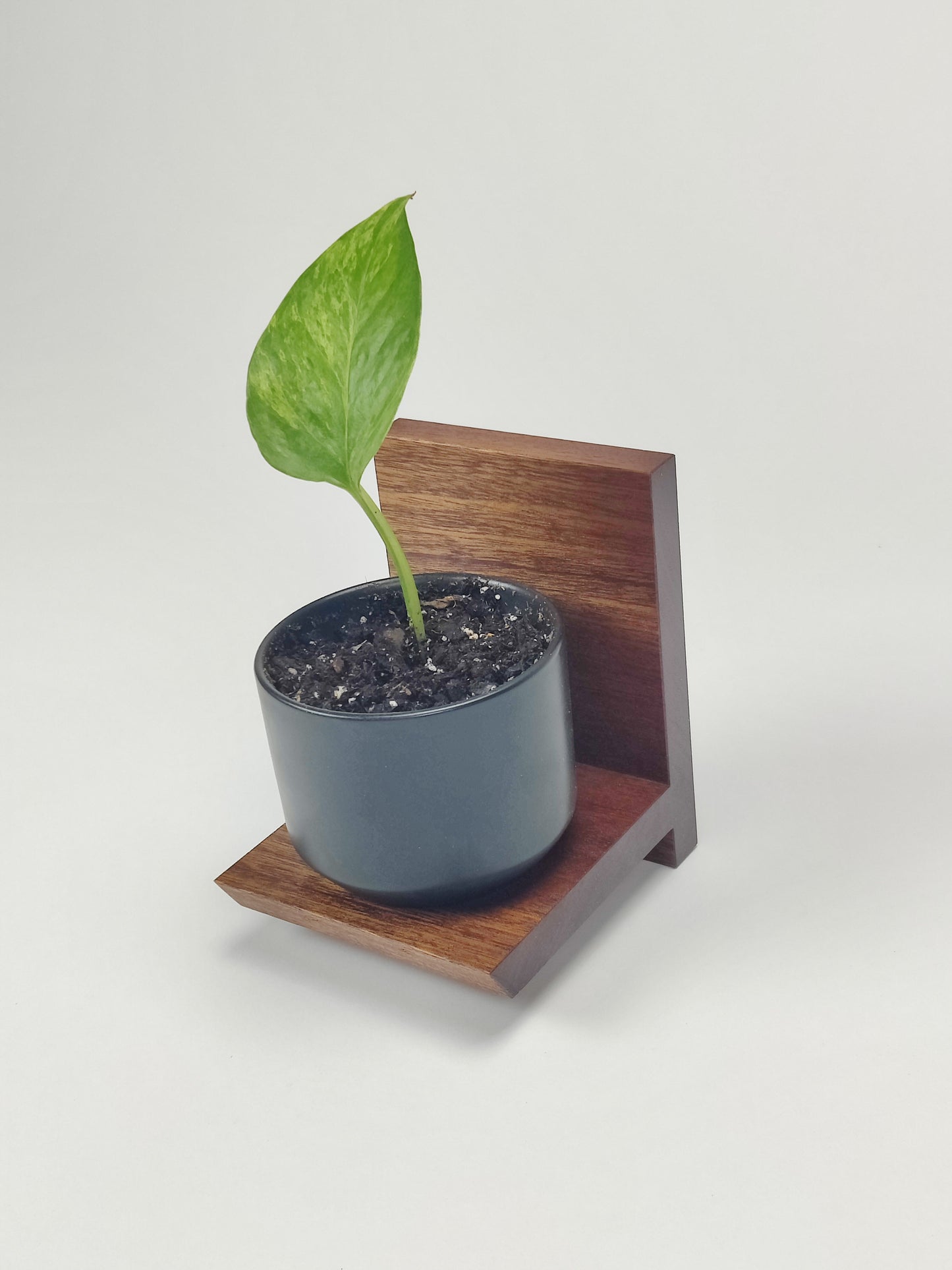 Mini floating shelves Sapele