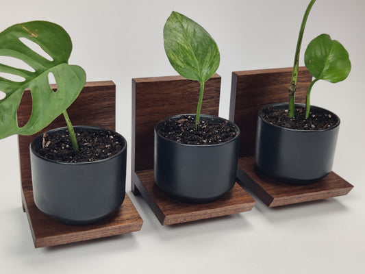 Mini walnut floating shelves